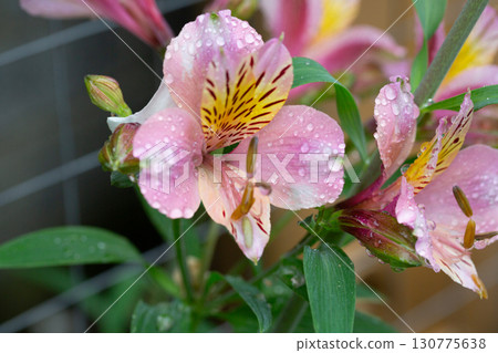 Pink Alstroemeria close-up, known as the Peruvian lily in the garden, selective focus. Spring floral pink background. Pink Alstroemeria close-up, known as the Peruvian lily in the garden, selective focus. Spring floral pink background. 130775638