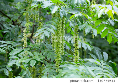 Branches with flowering catkins of Caucasian Walnut or Pterocarya Fraxinifolia tree 130775643