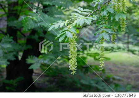 Branches with flowering catkins of Caucasian Walnut or Pterocarya Fraxinifolia tree 130775649