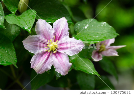 Beautiful pink clematis. Blooming clematis with blurred background of the green garden. Seasonal summer background Beautiful pink clematis. Blooming clematis with blurred background of the green garden. Seasonal summer background 130775651