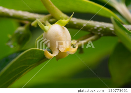 Close up of blooming persimmon buds , background 130775661