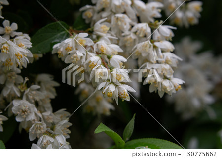Deutzia gracilis white flowers in garden, macro. Slender deutzia white flowering plant in spring park. 130775662