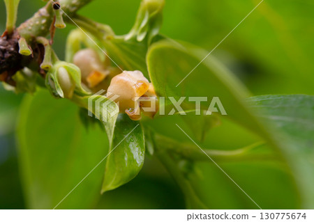 Close up of blooming persimmon buds , background 130775674