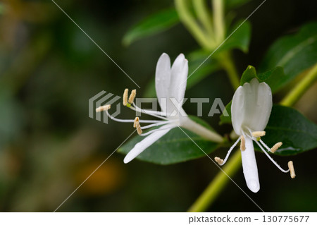 white flowers of a Lonicera japonica white flowers of a Lonicera japonica 130775677
