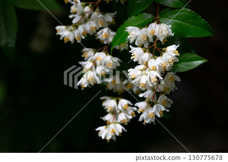 Close-up of a flowering branch of Deutzia. White flowers with yellow stamens against a background of green leaves. Numerous buds foreshadow abundant flowering 130775678