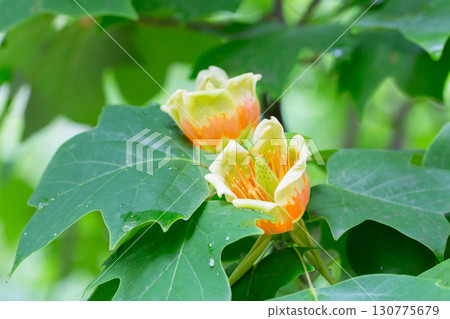 Beautiful blossoms of tulip tree, Liriodendron tulipifera 130775679
