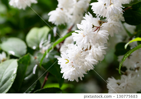 Fuzzy deutzia ( Deutzia scabra ) flowers. Hydrangeaceae deciduous shrub Fuzzy deutzia ( Deutzia scabra ) flowers. Hydrangeaceae deciduous shrub 130775683