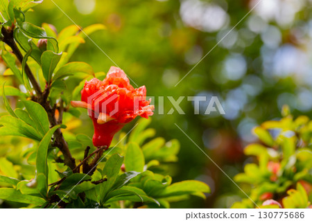 Orange pomegranate flowers (Punica granatum Legrelleae) on a branch in the garden, close-up. spring flower background 130775686