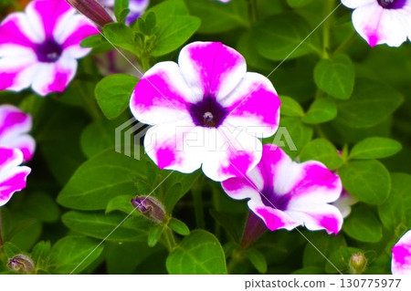矮牽牛花 矮牽牛花 130775977