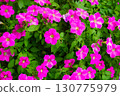矮牽牛花 130775979