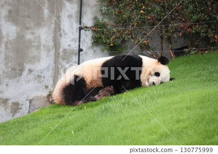 熊貓在草床上做夢 熊貓在草床上做夢 130775999