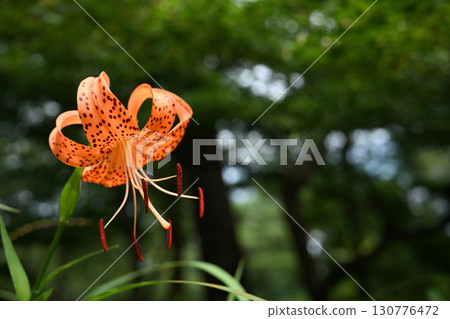 Summer flower: Tiger lily 130776472