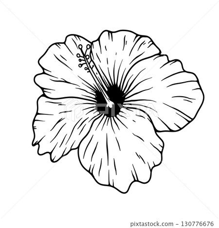 Illustration of hibiscus flower isolated on white background. Design element Illustration of hibiscus flower isolated on white background. Design element 130776676