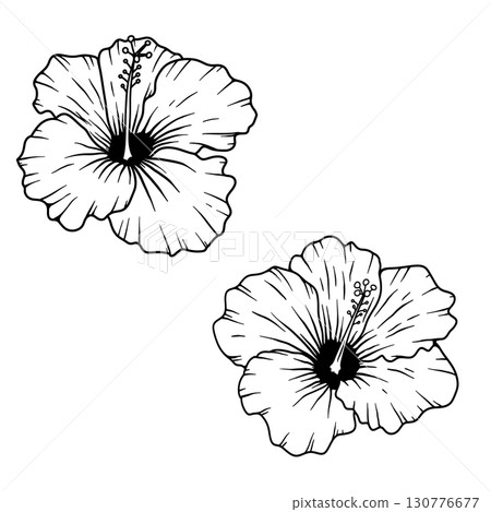 Illustration of hibiscus flower isolated on white background. Design element Illustration of hibiscus flower isolated on white background. Design element 130776677