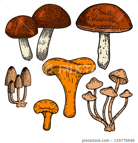 Hand drawn illustration of mushrooms. Design element for decoration. Vector illustration 130776686