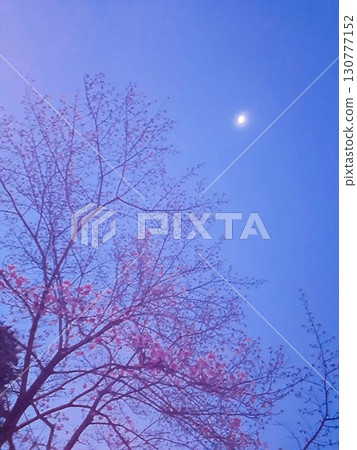 櫻花與夜空中閃耀的月亮 130777152