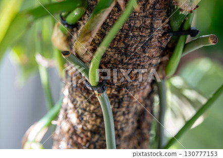 Closeup of indoor plant support homemade sphagnum moss pole and plastic fine-mesh garden netting 130777153