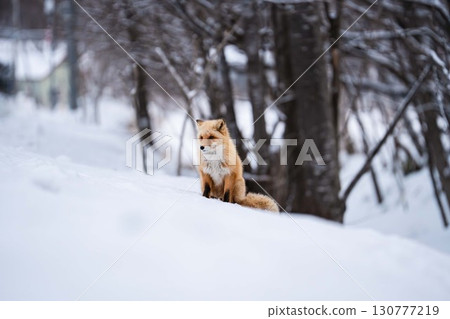 Winter fox Winter fox 130777219