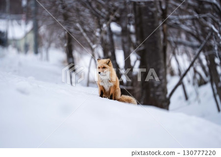 Winter fox 130777220