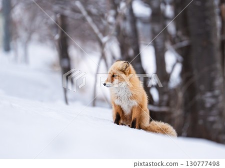 冬天的狐狸 130777498