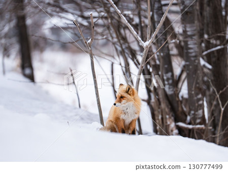 冬天的狐狸 130777499