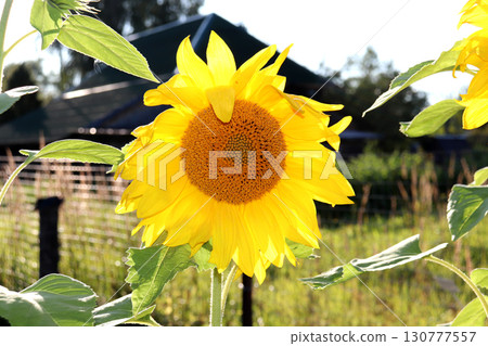 One sunflower flower against the roof of a rural house on a sunny summer day 130777557