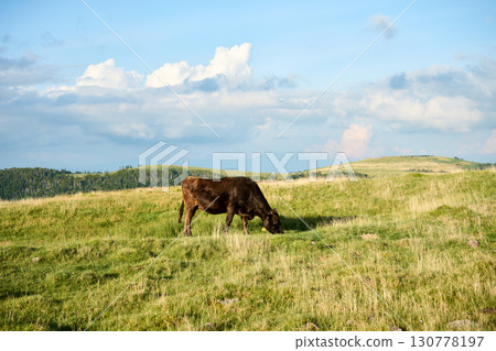 大農場的風景 大農場的風景 130778197