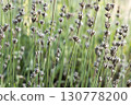 Close up shots of lavender plant buds 130778200