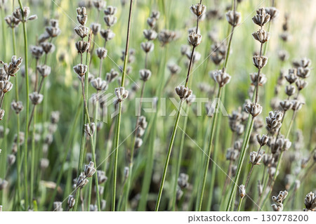 Close up shots of lavender plant buds Close up shots of lavender plant buds 130778200