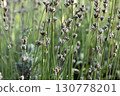 Close up shots of lavender plant buds 130778201