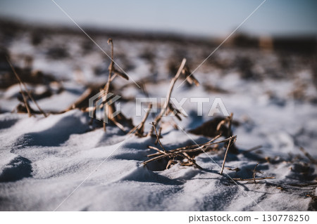 Selective focus on crop residue in a barren field covered with snow during winter.  130778250