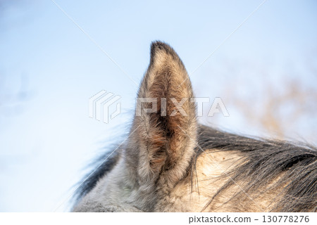 Close up of a grey horse ear outdoors Close up of a grey horse ear outdoors 130778276
