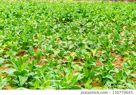 Tobecco plantation in Doraranahalli, Mysore, India Tobecco plantation in Doraranahalli, Mysore, India 130778683