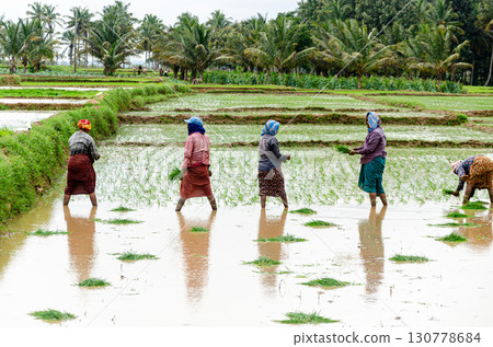 Traditional manual rice cultivation in rural India 130778684