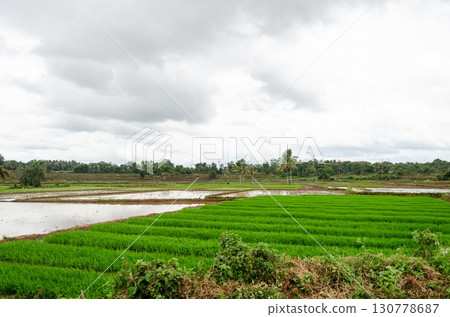 Traditional manual rice cultivation in rural India Traditional manual rice cultivation in rural India 130778687