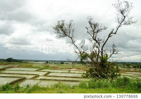 Traditional manual rice cultivation in rural India Traditional manual rice cultivation in rural India 130778688