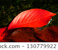鮮紅的落葉漂浮在水面上 130779922