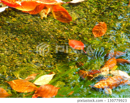 鮮紅的落葉順著河水飄落 鮮紅的落葉順著河水飄落 130779923