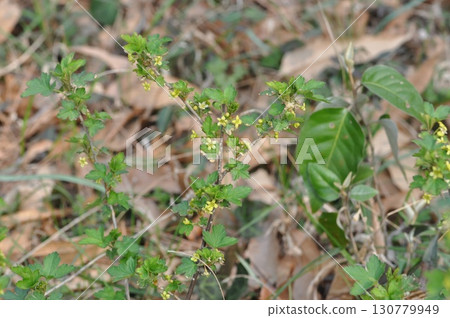 Ribes fasciculatum var. chinense, known as crow food shrub, a deciduous shrub with red summer fruits in Korea Ribes fasciculatum var. chinense, known as crow food shrub, a deciduous shrub with red summer fruits in Korea 130779949