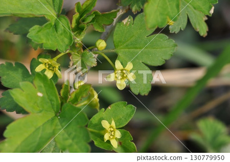 Ribes fasciculatum var. chinense, known as crow food shrub, a deciduous shrub with red summer fruits in Korea Ribes fasciculatum var. chinense, known as crow food shrub, a deciduous shrub with red summer fruits in Korea 130779950