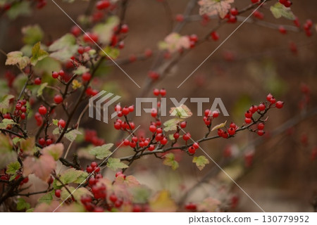Ribes fasciculatum var. chinense, known as crow food shrub, a deciduous shrub with red summer fruits in Korea 130779952
