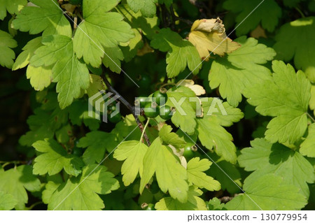 Ribes fasciculatum var. chinense, known as crow food shrub, a deciduous shrub with red summer fruits in Korea 130779954