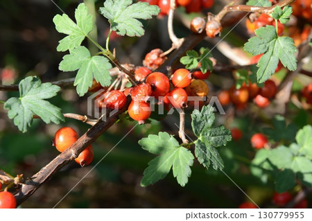 Ribes fasciculatum var. chinense, known as crow food shrub, a deciduous shrub with red summer fruits in Korea Ribes fasciculatum var. chinense, known as crow food shrub, a deciduous shrub with red summer fruits in Korea 130779955