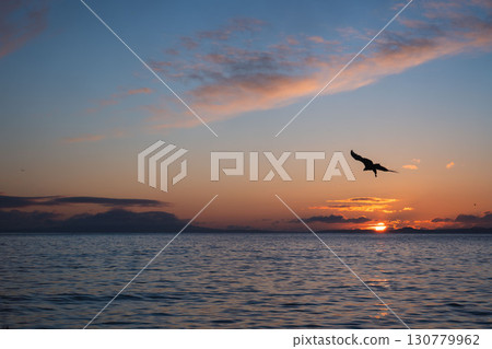 Rausu and birds of prey (Steller's sea eagles and white-tailed eagles) at dawn in winter 130779962