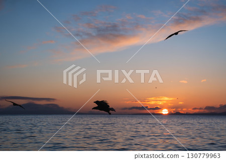Rausu and birds of prey (Steller's sea eagles and white-tailed eagles) at dawn in winter Rausu and birds of prey (Steller's sea eagles and white-tailed eagles) at dawn in winter 130779963