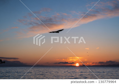 Rausu and birds of prey (Steller's sea eagles and white-tailed eagles) at dawn in winter 130779964