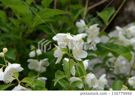 Philadelphus tenuifolius is a deciduous shrub of the Hydrangeaceae family, bearing delicate white flowers in late spring, native to Korean mountain valleys and forest edges. 130779998
