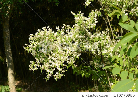 Philadelphus tenuifolius is a deciduous shrub of the Hydrangeaceae family, bearing delicate white flowers in late spring, native to Korean mountain valleys and forest edges. 130779999