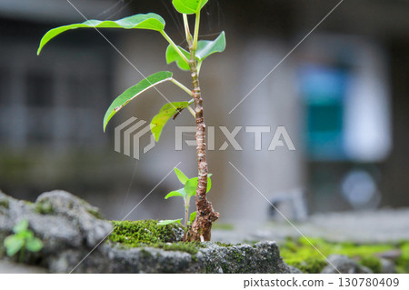 Young Ficus Tree Sprouts from Mossy Wall Xian Guang Village Taiwan. Young Ficus Tree Sprouts from Mossy Wall Xian Guang Village Taiwan. 130780409