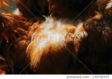 Colorful Rooster Feather Duster hanging in New Taipei City Market. Colorful Rooster Feather Duster hanging in New Taipei City Market. 130780437